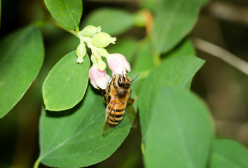 eine Biene sucht an einer Blüte Nektar