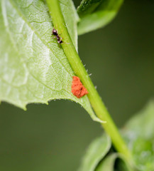 Macro von vielen kleinen Würmern, Larven von Insekten an einem Blatt