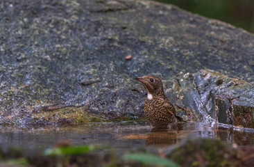 hite-throated Rock Thrush (Monticola gularis) bathing and splashing in freshwater lake, resident bird of Thailand. 