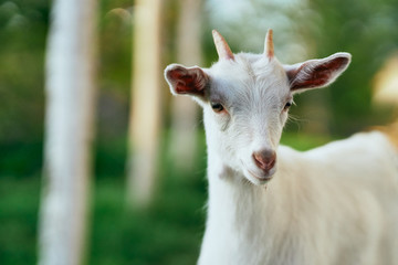 Fototapeta premium goat in the farm