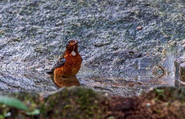 hite-throated Rock Thrush (Monticola gularis) bathing and splashing in freshwater lake, resident bird of Thailand. 