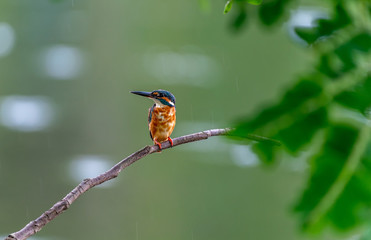 common kingfisher on a tree branch in Thailand