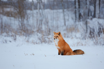 Red fox in the snow background
