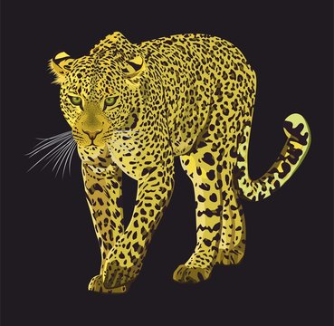 Walking leopard graphic design isolated on black background. Animal hand drawn illustration. - Vector