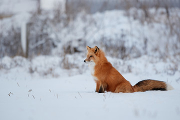 Red fox in the snow background