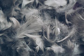 Soft background with grey feathers.