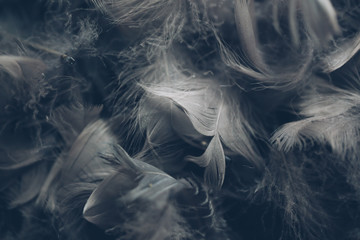 Fototapeta premium Soft background with grey feathers.