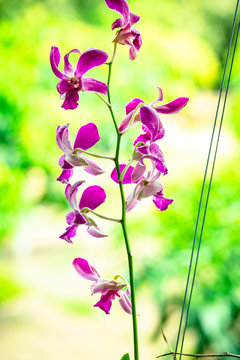A beautiful ornamental orchid in Thailand