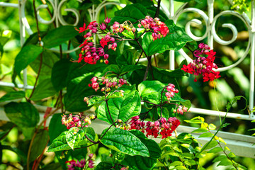 A flowering bush with small red flowers