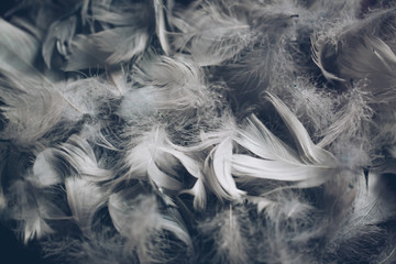 Soft background with grey feathers.