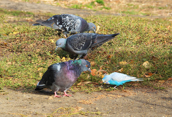 Fototapeta premium Parrot in a circle of wild pigeons on the grass pecking grain