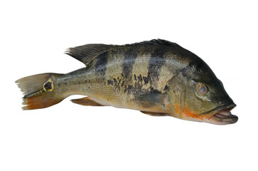 Big green peacock bass fish isolated