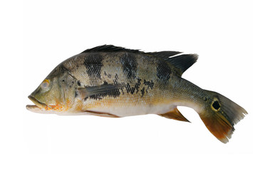 Big peacock bass fish isolated on white 
