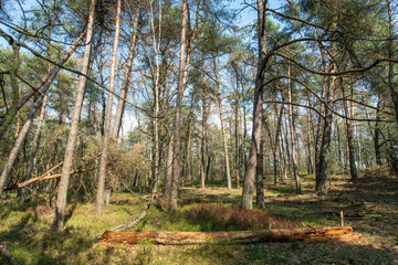 Obraz premium View over Nationaal Park Veluwe Zoom near Rozendaal in The Netherlands, a national park.