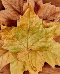 Fallen autumn and winter leaves