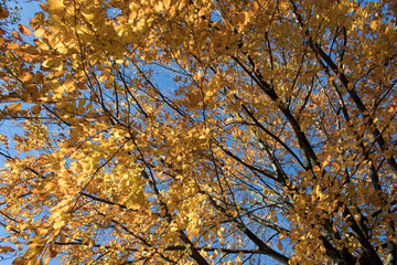 Buche im Herbst. Goldenes Laub.