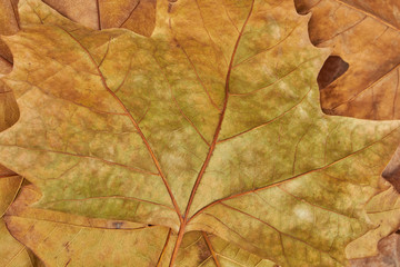 Fallen autumn and winter leaves