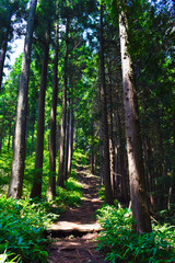 Obraz premium 奥高尾 登山道