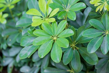 Leaves in the forest, green leaves