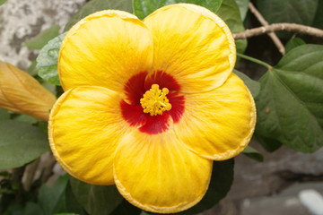 Close up of blooming of yellow hibiscus flower