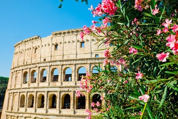 Bush with pink flowers along the Colosseo in Rome