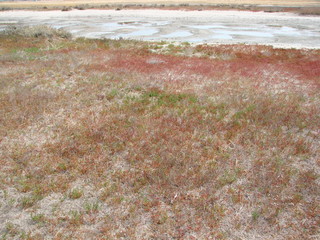 Natural landscape of wild medicinal vegetation on salty soil near Lake Sivash.