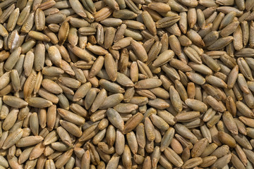 Close up shot of many rye grains in a pattern