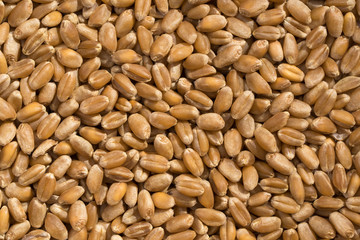 Close up shot of many wheat grains in a pattern