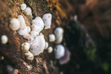 wild mushrooms on a tree