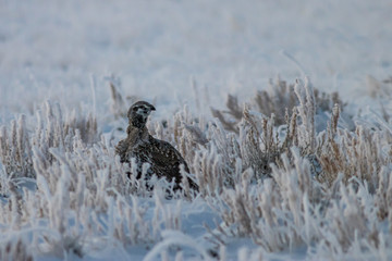 Winter Sage Grouse