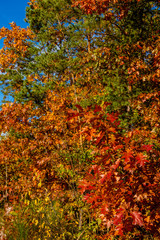 autumn leaves in park