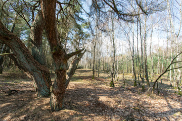 View over Nationaal Park Veluwe Zoom near Rozendaal in The Netherlands, a national park.