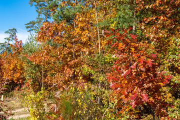 Fototapeta na wymiar Colorful autumn leaves on tree