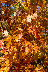 maple leaves in autumn