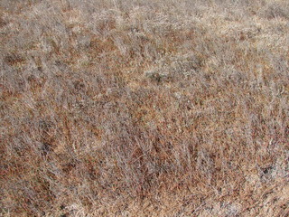 The natural picture of blooming healing soleros on the salty land of the coast of Lake Sivash creates its unique charm.