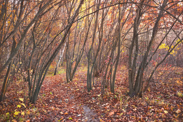 Leafy forest in autumn time. Nature background