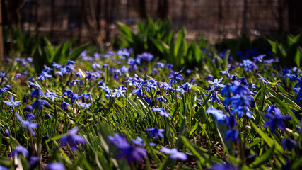 Some of blue blomming little flower in green grass in garden