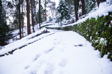 Path in the forrest with snow and footsteps on a sunny winter day