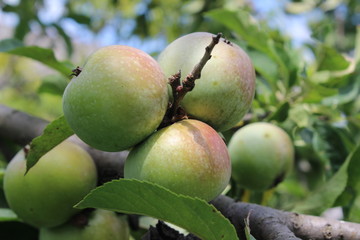 Green apples in the garden