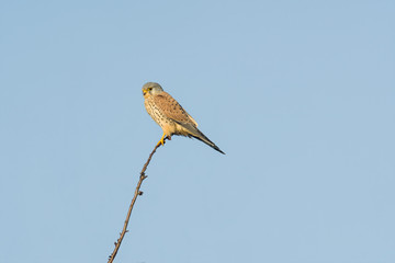 Bird of prey in wild nature