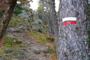 Fototapeta premium Sentier de randonnée de montagne balisé en rouge et blanc sur un arbre