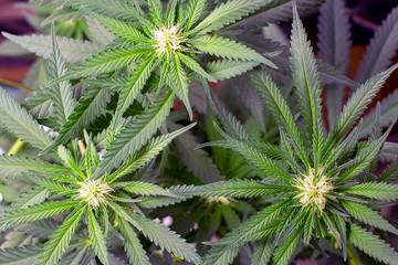Blooming Marijuana plant with white Flowers trichomes, Growing cannabis sativa leaves, medical...