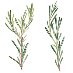 Rosemary botanical hand drawn illustration in watercolor