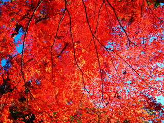 紅葉の背景素材