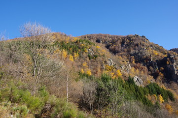 Arbres de montagne en automne