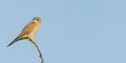 Bird of prey in wild nature