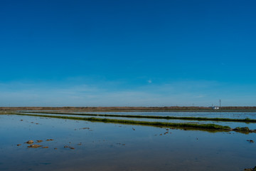  flooded fields near the lagoon in valencia