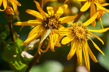 Bright summer natural background. Blooming yellow flowers close up