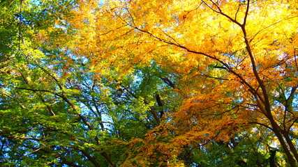 紅葉の背景素材