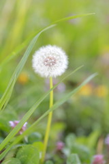 タンポポ　綿毛